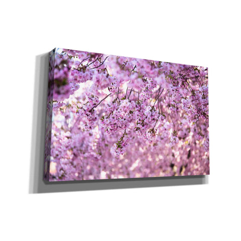 Image of 'Cherry Blossom Flowers' by Nicklas Gustafsson Canvas Wall Art