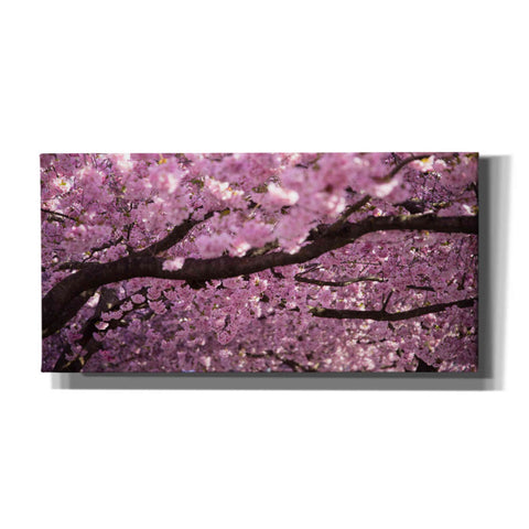 Image of 'Cherry Blossom Tree Panorama' by Nicklas Gustafsson Canvas Wall Art