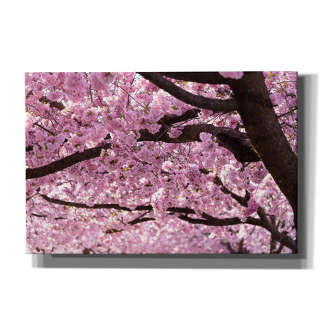Image of 'Cherry Blossom Trees' by Nicklas Gustafsson Canvas Wall Art