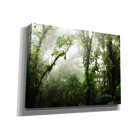 Image of 'Clodud Forest' by Nicklas Gustafsson Canvas Wall Art