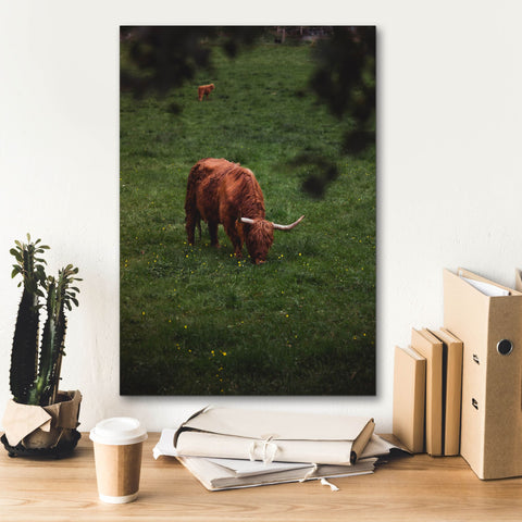 Image of 'Grazing Highlander' by Nicklas Gustafsson Canvas Wall Art,18x26