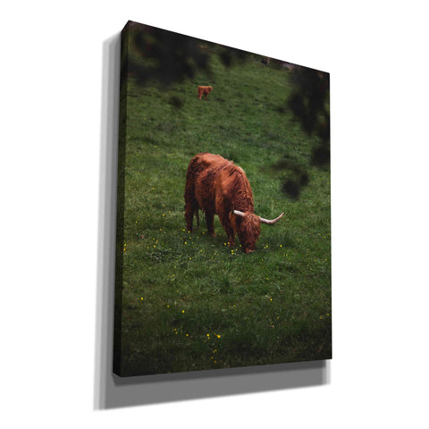 Image of 'Grazing Highlander' by Nicklas Gustafsson Canvas Wall Art
