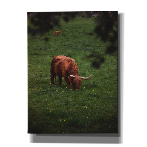Image of 'Grazing Highlander' by Nicklas Gustafsson Canvas Wall Art