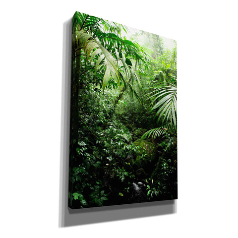 Image of 'Misty Rainforest Creek' by Nicklas Gustafsson Canvas Wall Art