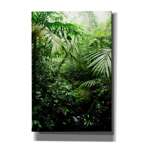 Image of 'Misty Rainforest Creek' by Nicklas Gustafsson Canvas Wall Art