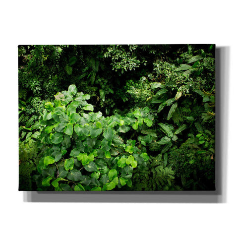 Image of 'Rainforest Canopy' by Nicklas Gustafsson Canvas Wall Art