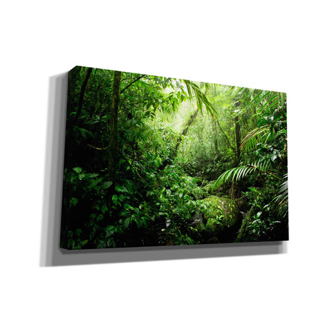 Image of 'Warm Glow Rainforest Creek' by Nicklas Gustafsson Canvas Wall Art