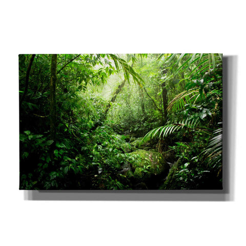 Image of 'Warm Glow Rainforest Creek' by Nicklas Gustafsson Canvas Wall Art