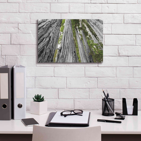 Image of 'Redwoods Forest IV BW With Color' by Alan Majchrowicz, Giclee Canvas Wall Art,18x12