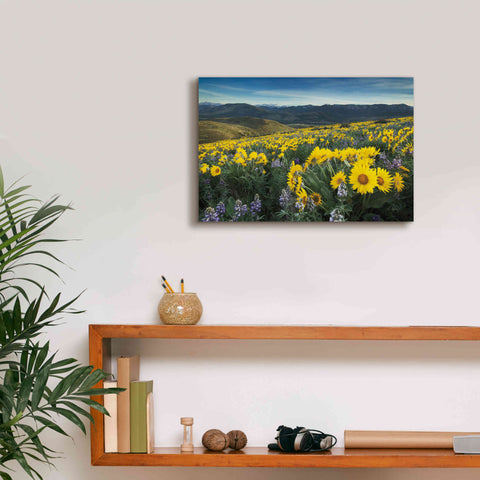 Image of 'Methow Valley Wildflowers IV' by Alan Majchrowicz, Giclee Canvas Wall Art,18x12