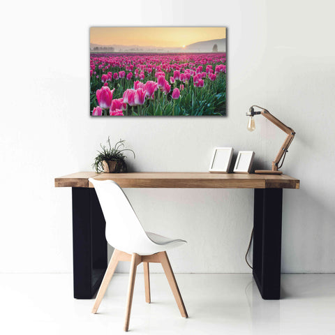 Image of 'Skagit Valley Tulips I' by Alan Majchrowicz, Giclee Canvas Wall Art,40x26