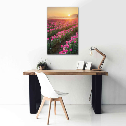 Image of 'Skagit Valley Tulips II' by Alan Majchrowicz,Giclee Canvas Wall Art,26x40
