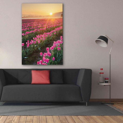 Image of 'Skagit Valley Tulips II' by Alan Majchrowicz,Giclee Canvas Wall Art,40x60