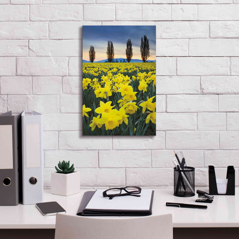 Image of 'Skagit Valley Daffodils I' by Alan Majchrowicz,Giclee Canvas Wall Art,12x18