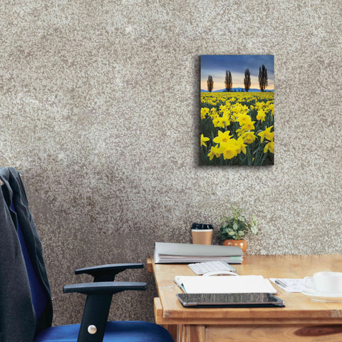 Image of 'Skagit Valley Daffodils I' by Alan Majchrowicz,Giclee Canvas Wall Art,12x18