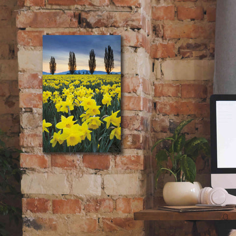 Image of 'Skagit Valley Daffodils I' by Alan Majchrowicz,Giclee Canvas Wall Art,12x18