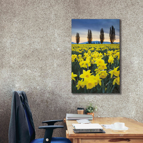 Image of 'Skagit Valley Daffodils I' by Alan Majchrowicz,Giclee Canvas Wall Art,26x40