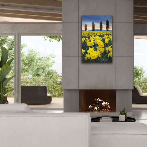 Image of 'Skagit Valley Daffodils I' by Alan Majchrowicz,Giclee Canvas Wall Art,26x40