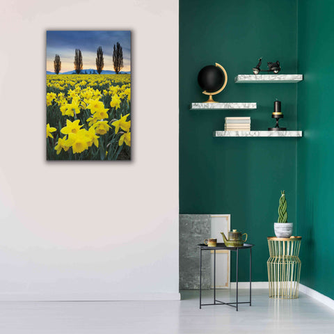 Image of 'Skagit Valley Daffodils I' by Alan Majchrowicz,Giclee Canvas Wall Art,26x40
