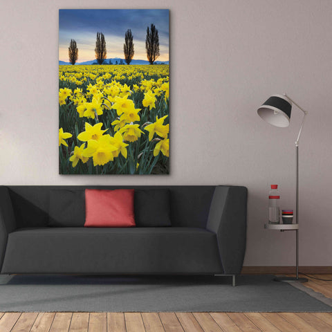 Image of 'Skagit Valley Daffodils I' by Alan Majchrowicz,Giclee Canvas Wall Art,40x60