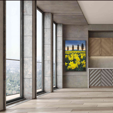 Image of 'Skagit Valley Daffodils I' by Alan Majchrowicz,Giclee Canvas Wall Art,40x60