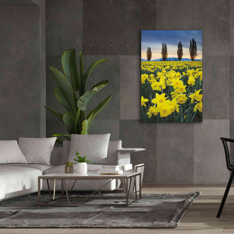 Image of 'Skagit Valley Daffodils I' by Alan Majchrowicz,Giclee Canvas Wall Art,40x60