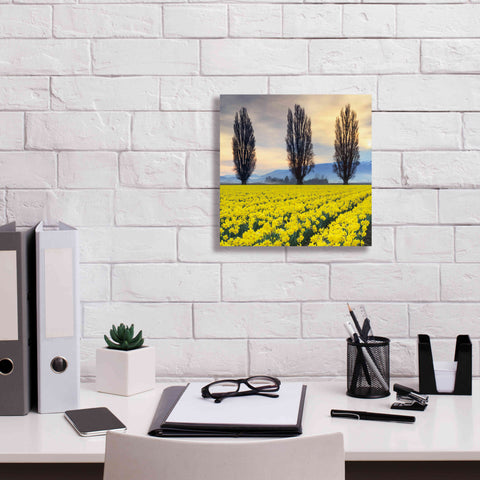 Image of 'Skagit Valley Daffodils II' by Alan Majchrowicz,Giclee Canvas Wall Art,12x12