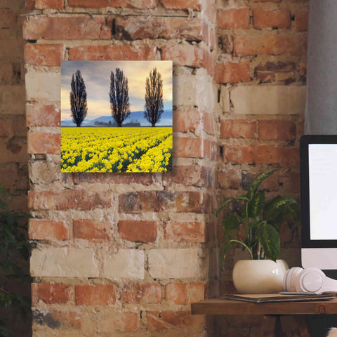 Image of 'Skagit Valley Daffodils II' by Alan Majchrowicz,Giclee Canvas Wall Art,12x12