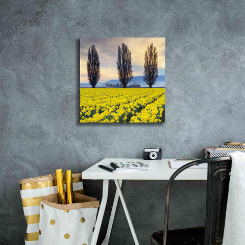 Image of 'Skagit Valley Daffodils II' by Alan Majchrowicz,Giclee Canvas Wall Art,18x18