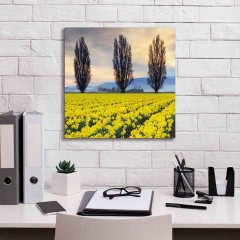 Image of 'Skagit Valley Daffodils II' by Alan Majchrowicz,Giclee Canvas Wall Art,18x18