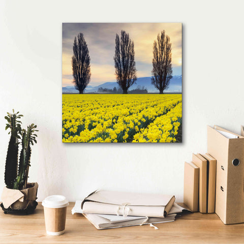 Image of 'Skagit Valley Daffodils II' by Alan Majchrowicz,Giclee Canvas Wall Art,18x18