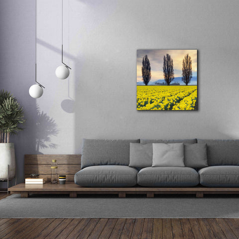 Image of 'Skagit Valley Daffodils II' by Alan Majchrowicz,Giclee Canvas Wall Art,37x37