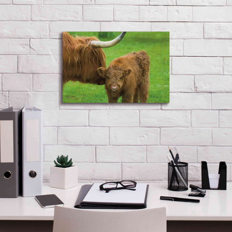 Image of 'Scottish Highland Cattle VII' by Alan Majchrowicz,Giclee Canvas Wall Art,18x12