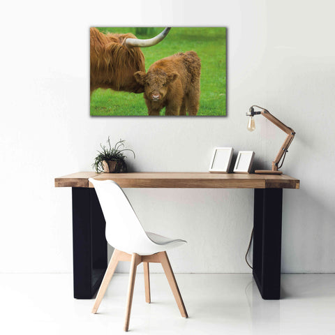 Image of 'Scottish Highland Cattle VII' by Alan Majchrowicz,Giclee Canvas Wall Art,40x26