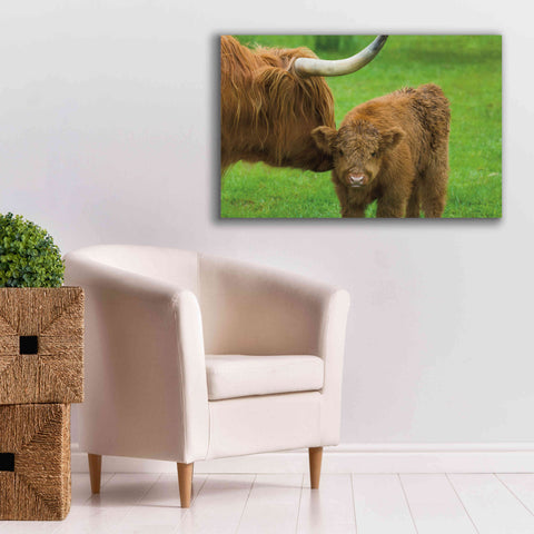 Image of 'Scottish Highland Cattle VII' by Alan Majchrowicz,Giclee Canvas Wall Art,40x26