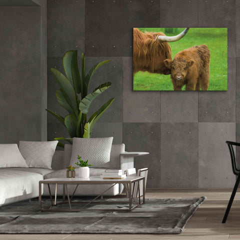 Image of 'Scottish Highland Cattle VII' by Alan Majchrowicz,Giclee Canvas Wall Art,60x40