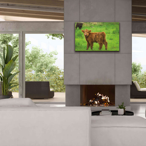 Image of 'Scottish Highland Cattle X' by Alan Majchrowicz,Giclee Canvas Wall Art,40x26