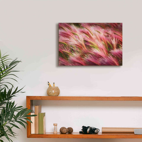 Image of 'Foxtail Barley II' by Alan Majchrowicz,Giclee Canvas Wall Art,18x12