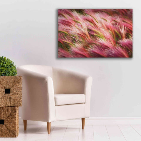 Image of 'Foxtail Barley II' by Alan Majchrowicz,Giclee Canvas Wall Art,40x26