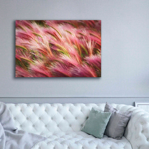Image of 'Foxtail Barley II' by Alan Majchrowicz,Giclee Canvas Wall Art,60x40