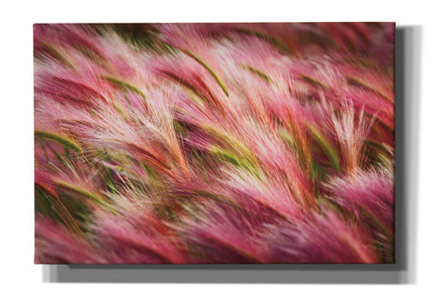 Image of 'Foxtail Barley II' by Alan Majchrowicz,Giclee Canvas Wall Art