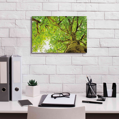 Image of 'Big Leaf Maple Trees II' by Alan Majchrowicz,Giclee Canvas Wall Art,18x12