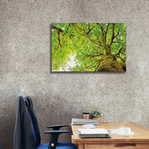 Image of 'Big Leaf Maple Trees II' by Alan Majchrowicz,Giclee Canvas Wall Art,40x26