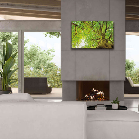 Image of 'Big Leaf Maple Trees II' by Alan Majchrowicz,Giclee Canvas Wall Art,40x26