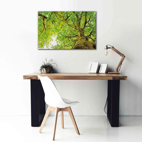 Image of 'Big Leaf Maple Trees II' by Alan Majchrowicz,Giclee Canvas Wall Art,40x26