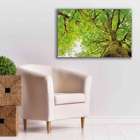 Image of 'Big Leaf Maple Trees II' by Alan Majchrowicz,Giclee Canvas Wall Art,40x26
