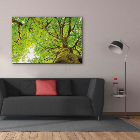 Image of 'Big Leaf Maple Trees II' by Alan Majchrowicz,Giclee Canvas Wall Art,60x40