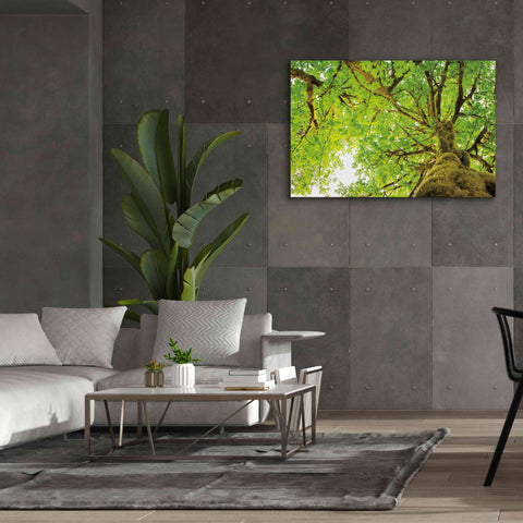 Image of 'Big Leaf Maple Trees II' by Alan Majchrowicz,Giclee Canvas Wall Art,60x40
