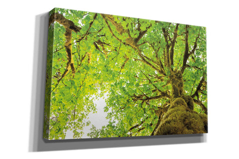Image of 'Big Leaf Maple Trees II' by Alan Majchrowicz,Giclee Canvas Wall Art