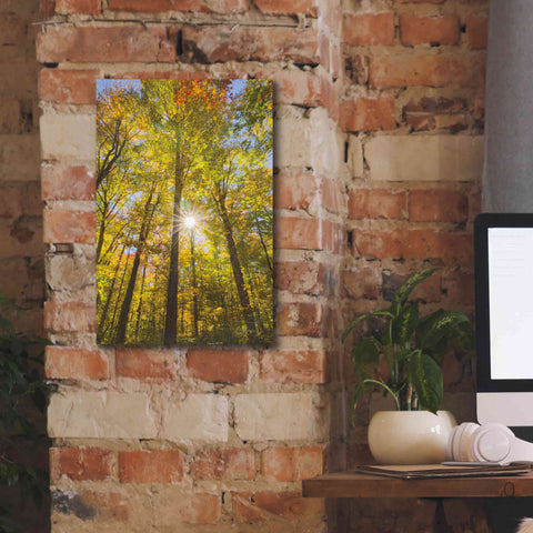 Image of 'Autumn Foliage Sunburst III' by Alan Majchrowicz,Giclee Canvas Wall Art,12x18
